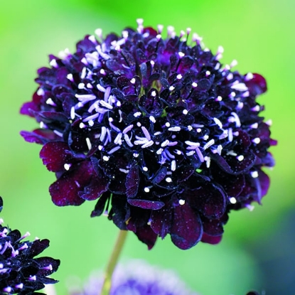 Picture of Scabious Atropurpurea - Black Knight